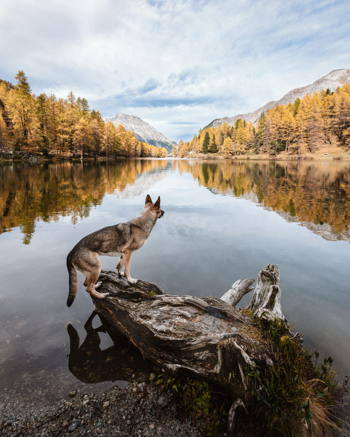 Ein Hund auf einem Baumstamm mit Blick auf einen Bergsee