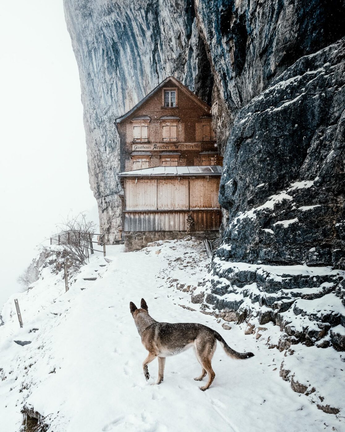 Dies ist ein Foto von einem Hund in den Bergen