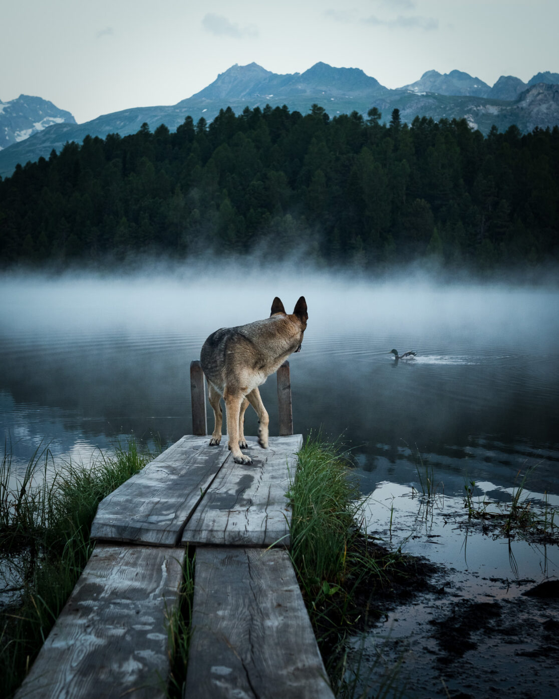 Hier ist ein Hund und eine Ente an einem Bergsee zu sehen