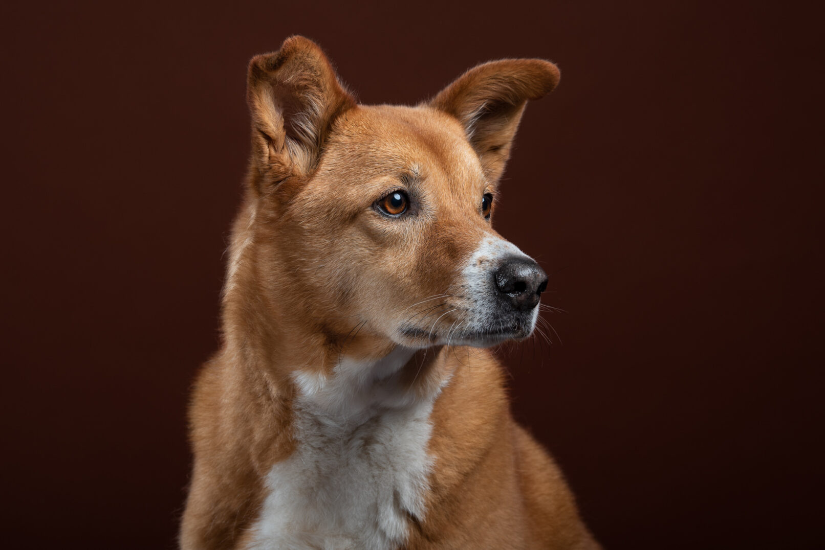 Hundeportrait