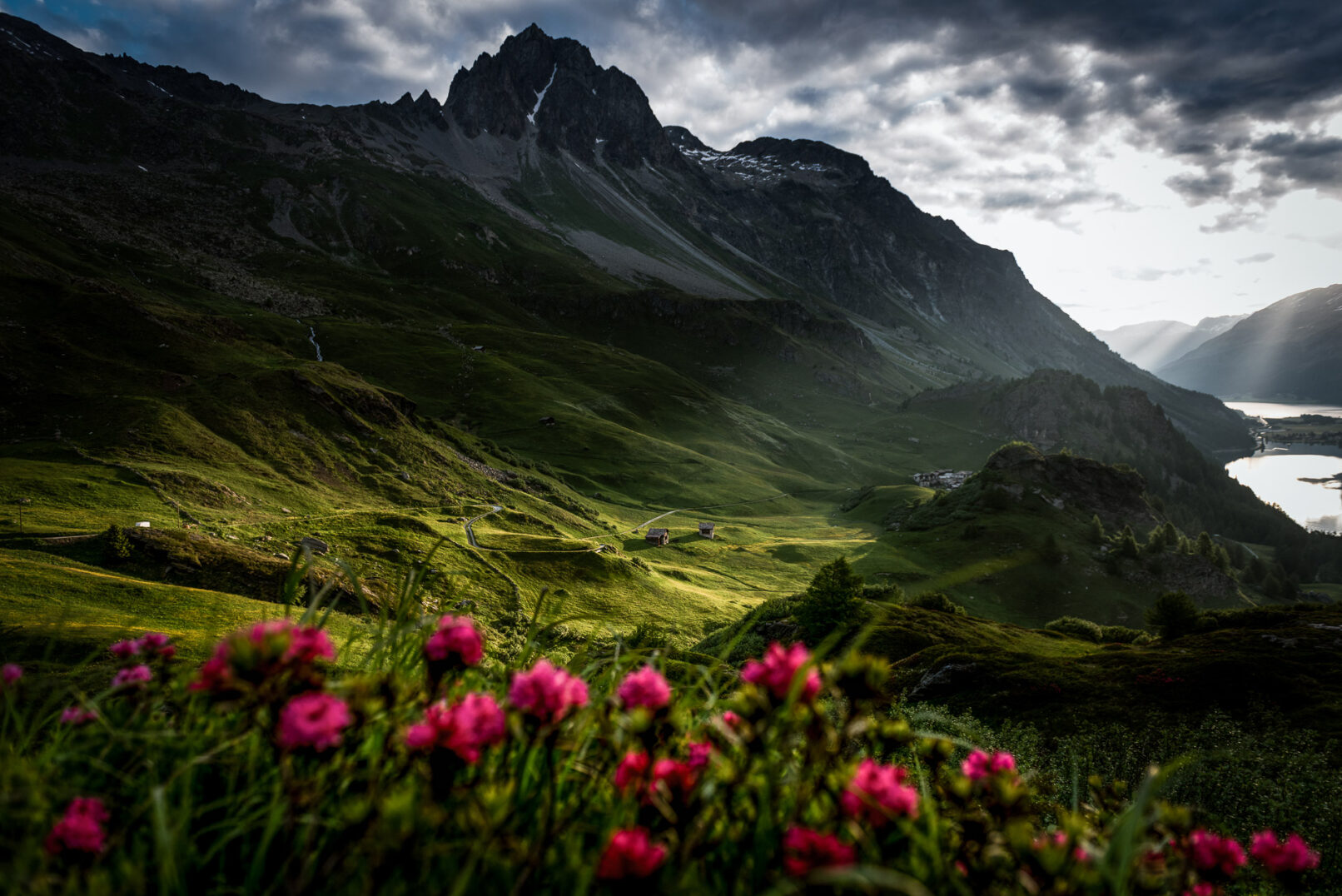 Sonnenaufgang und Bergblumen im Engadin