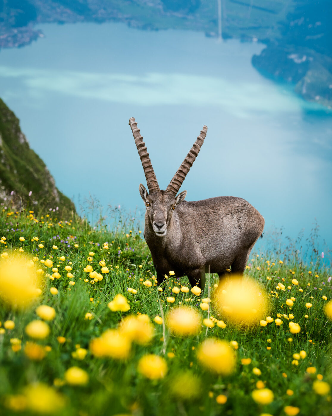 Steinbock schaut in die Kamera im Berner Oberland