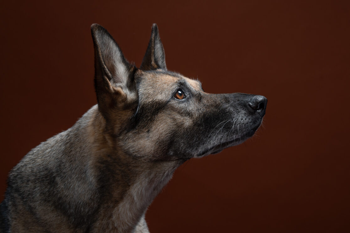 Hundeportrait