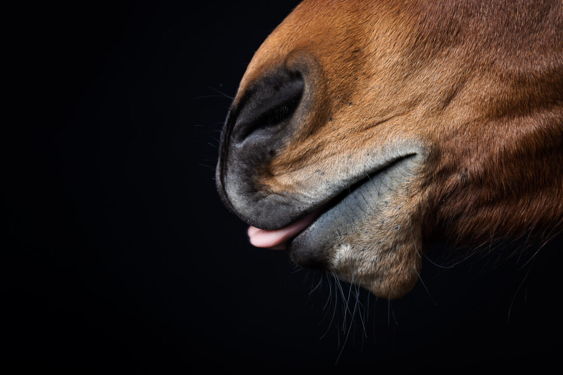 Tierportrait