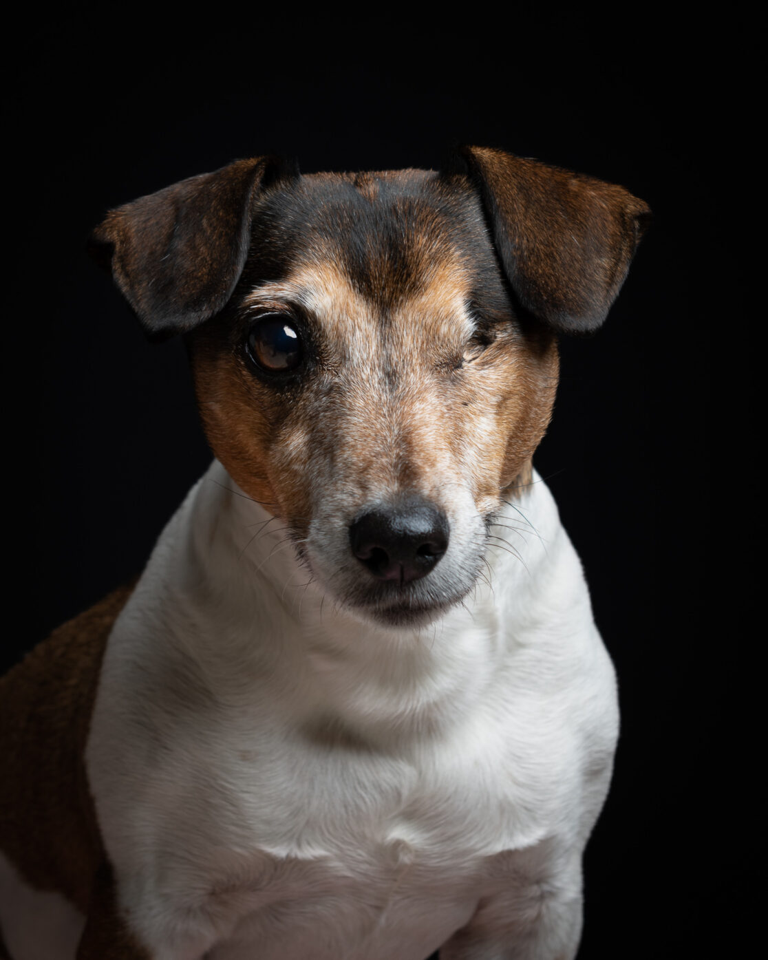 Hundeportrait