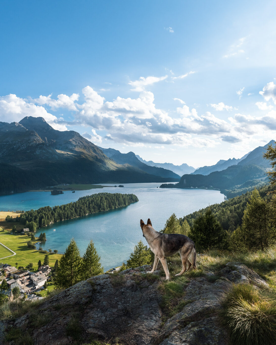 Ein Hund blickt auf den Silsersee im Engadin