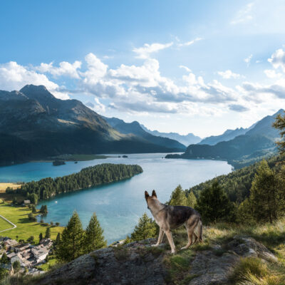 Ein Hund blickt auf den Silsersee im Engadin