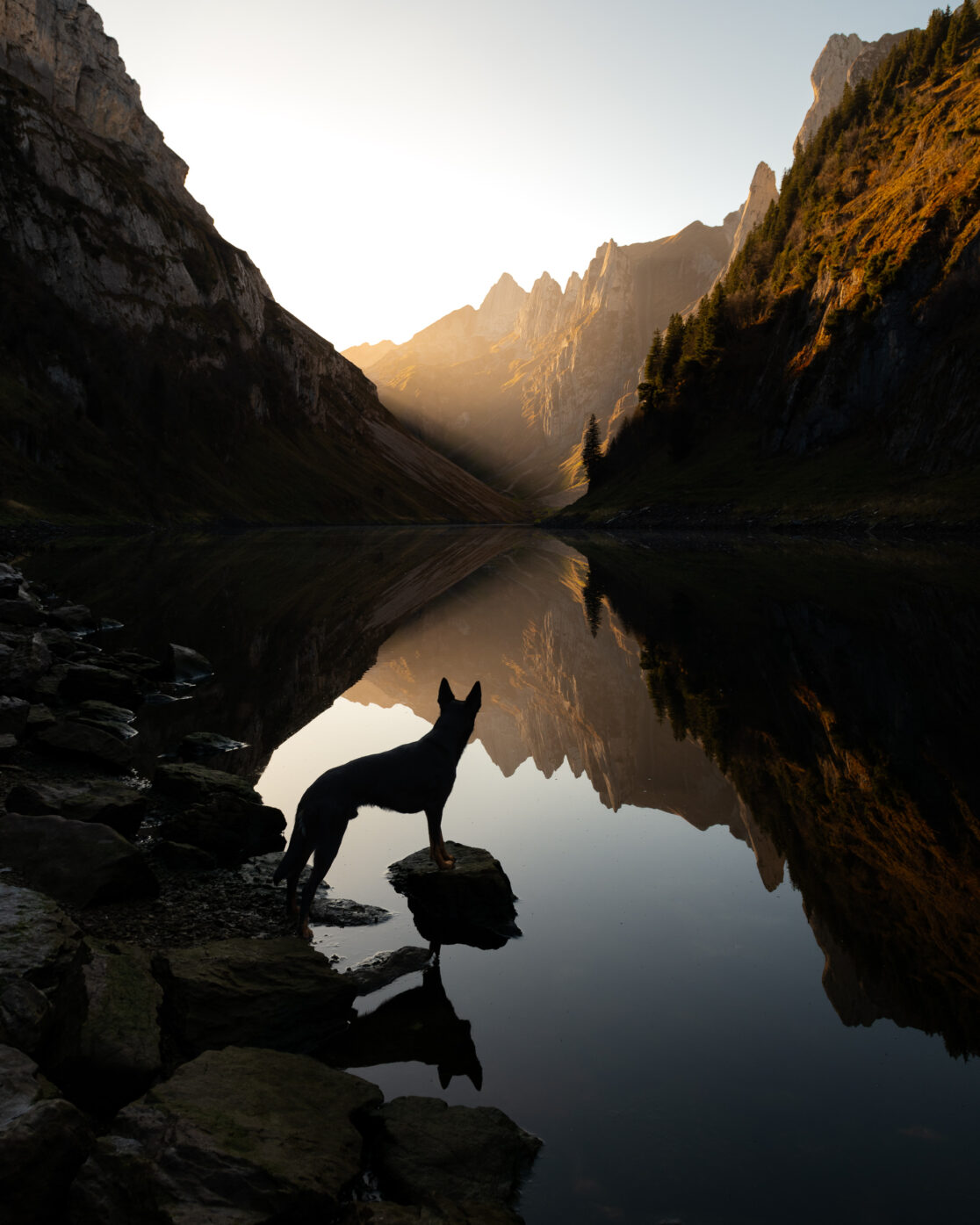 Australien Kelpie mit blick auf den Fälensee im Alpstein